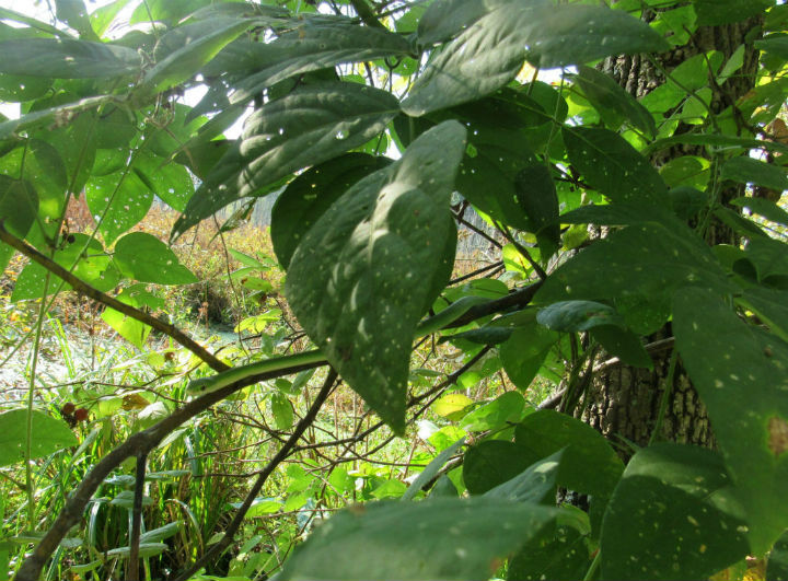 Rough Green Snake